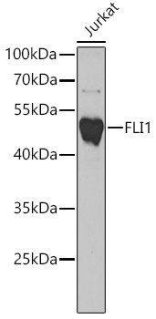 Anti-FLI1 Antibody (CAB5644)