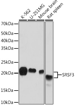 Anti-SRSF3 Antibody (CAB9054)