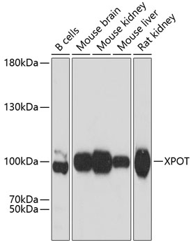 Anti-XPOT Antibody (CAB12043)