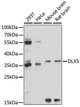 Anti-DLX5 Antibody (CAB15049)