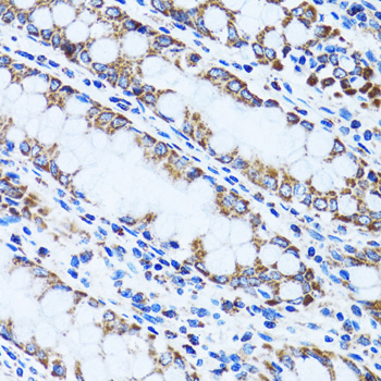 Anti-GIP Antibody (CAB6230)