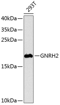 Anti-Progonadoliberin-2 Polyclonal Antibody (CAB8424)