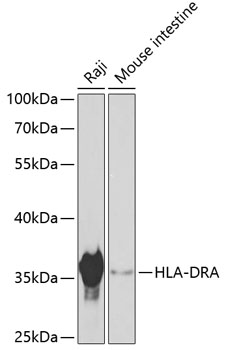 Anti-HLA-DRA Antibody (CAB11790)