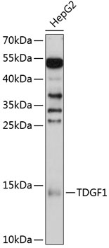 Anti-TDGF1 Antibody (CAB11415)