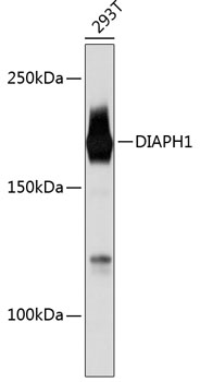 Anti-DIAPH1 Antibody