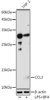 Anti-CCL3 Antibody (CAB7568)