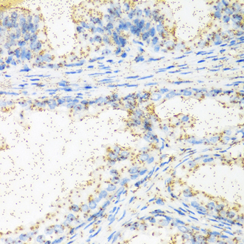 Anti-NTF4 Antibody (CAB0912)