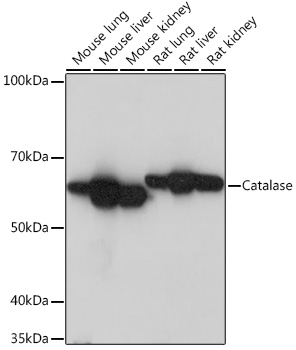 Anti-Catalase Antibody