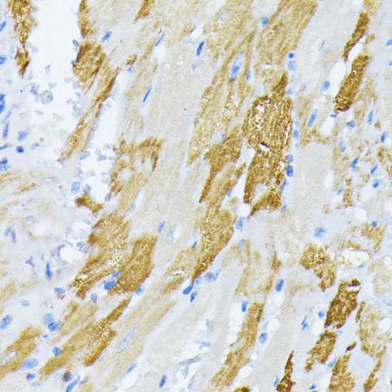 Anti-CALR Antibody (CAB1066)