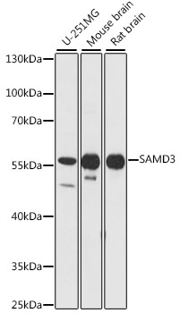 Anti-SAMD3 Antibody (CAB16175)