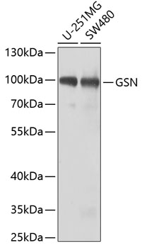 Anti-GSN Antibody (CAB2952)