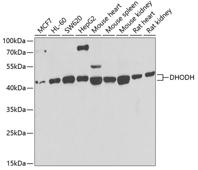 Anti-DHODH Antibody (CAB6899)