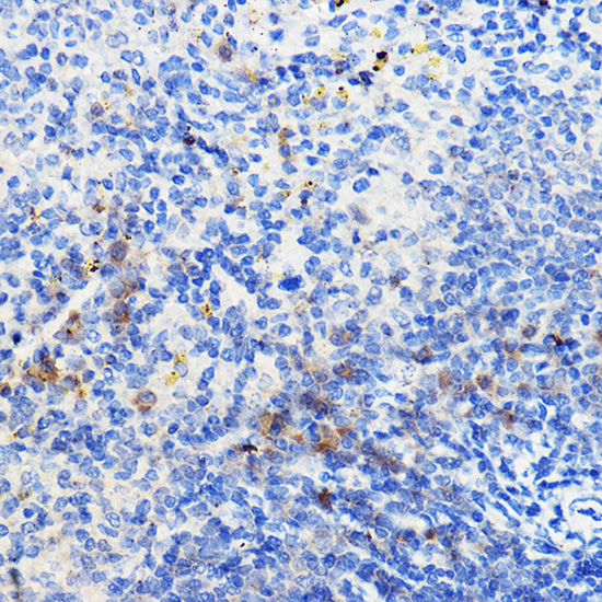 Anti-IL-24 Antibody (CAB1879)