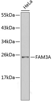 Anti-FAM3A Antibody (CAB2784)