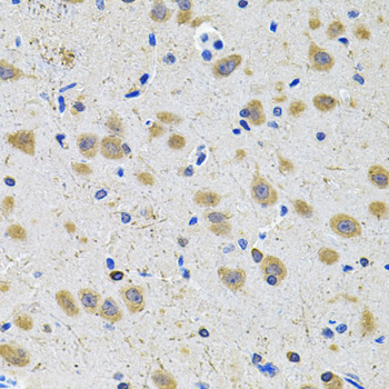 Anti-GRIN1 Antibody (CAB13995)