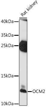 Anti-OCM2 Antibody (CAB16410)