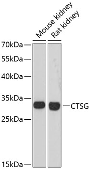 Anti-CTSG Antibody (CAB13172)