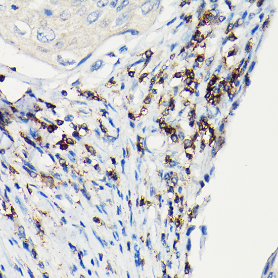 Anti-CD247 Antibody (CAB2058)