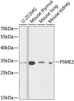 Anti-PSME2 Antibody (CAB13631)