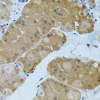 Anti-FLT3 Antibody (CAB7897)