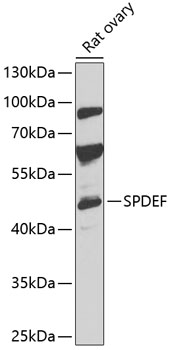 Anti-SPDEF Antibody (CAB14114)