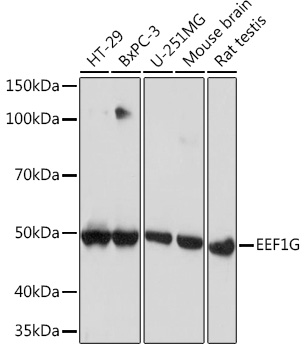 Anti-EEF1G Antibody (CAB8744)