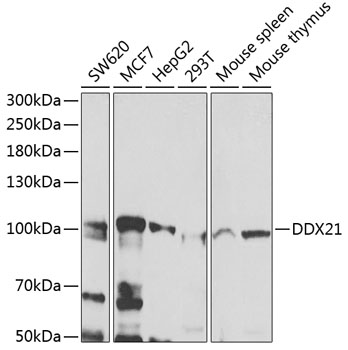 Anti-DDX21 Antibody (CAB7034)