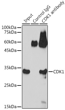 Anti-CDK1 Antibody (CAB2861)