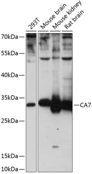 Anti-CA7 Antibody (CAB14355)