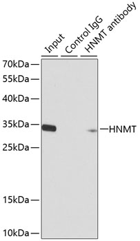 Anti-HNMT Antibody (CAB2520)