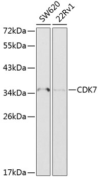Anti-CDK7 Antibody (CAB12941)