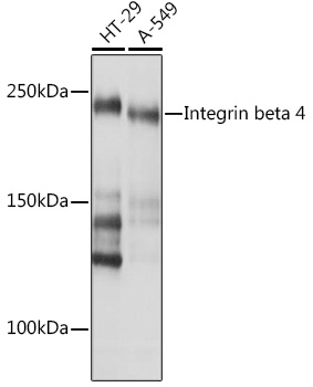 Anti-Integrin beta 4 Antibody (CAB4596)