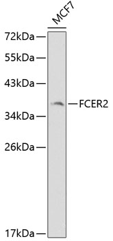 Anti-FCER2 Antibody (CAB1839)