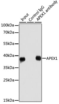 Anti-APEX1 Antibody [KO Validated] (CAB2587)