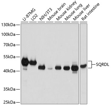 Anti-SQRDL Polyclonal Antibody (CAB9256)