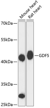 Anti-GDF5 Antibody (CAB13167)