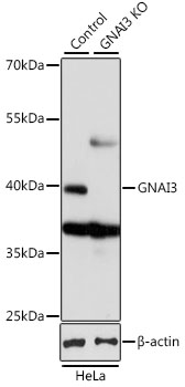 Anti-GNAI3 Antibody [KO Validated] (CAB13307)