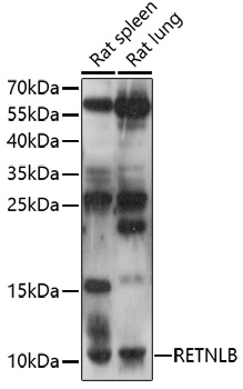 Anti-RETNLB Antibody (CAB17227)