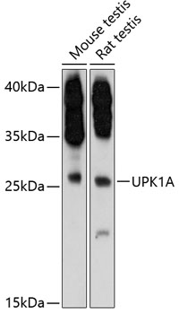Anti-UPK1A Antibody (CAB12761)