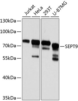 Anti-Septin-9 Polyclonal Antibody (CAB8657)