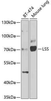 Anti-LSS Antibody (CAB6930)