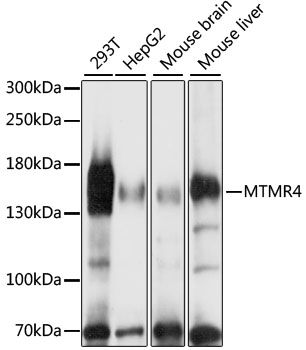 Anti-MTMR4 Antibody (CAB15349)