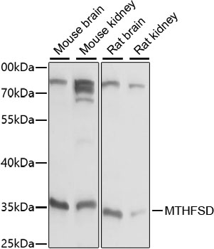 Anti-MTHFSD Antibody (CAB15504)