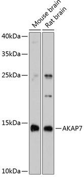 Anti-AKAP7 Antibody (CAB11728)