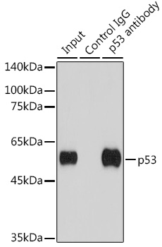 Anti-p53 Antibody (CAB0263)