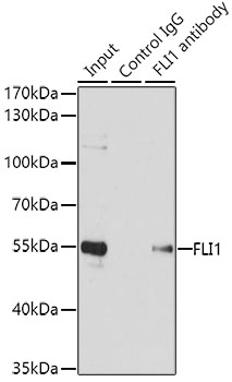 Anti-FLI1 Antibody (CAB5644)