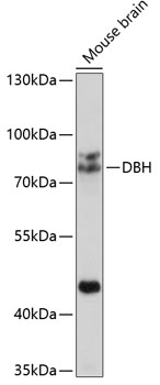 Anti-DBH Antibody (CAB2711)