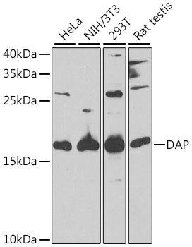 Anti-DAP Antibody (CAB6150)