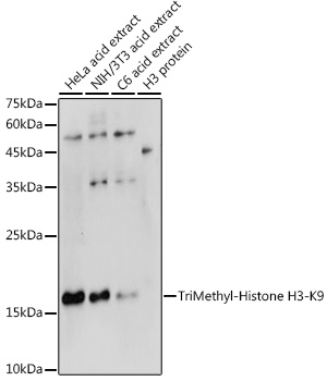 Anti-TriMethyl-Histone H3-K9 Antibody (CAB2360)