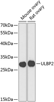 Anti-NKG2D ligand 2 Polyclonal Antibody (CAB8264)